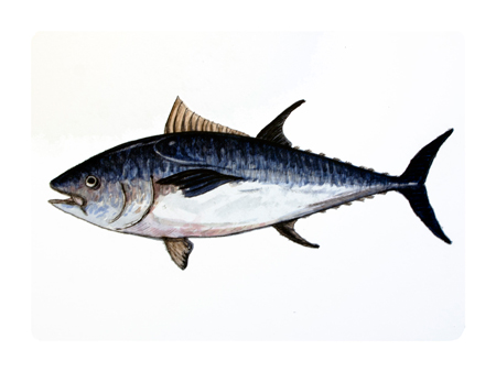  Store - View a larger image of this *Bluefin Tuna