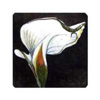 Struna Galleries of Cape Cod Original Copper Plate Engravings  - Purchase this Calla Lily Online!