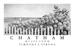 Struna Galleries of Cape Cod Offset Reproductions  - Purchase this Chatham Poster -  Hydrangeas Online!