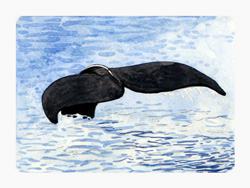 Struna Galleries of Brewster and Chatham, Cape Cod Original Copper Plate Engravings  - Purchase this Humpback on Stellwagen Online!