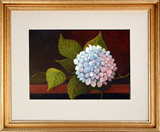 Struna Galleries of Cape Cod Offset Reproductions  - Purchase this Hydrangea Still Online!