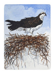 Struna Galleries of Cape Cod Original Copper Plate Engravings  - Purchase this Osprey Online!