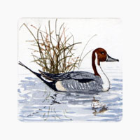 Struna Galleries of Cape Cod Original Copper Plate Engravings  - Purchase this Pintail Online!