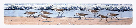 Struna Galleries of Cape Cod Original Copper Plate Engravings  - Purchase this Sandpipers Online!