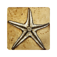 Struna Galleries of Cape Cod Original Copper Plate Engravings  - Purchase this Starfish Online!