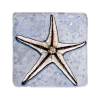 Struna Galleries of Cape Cod Original Copper Plate Engravings  - Purchase this *Starfish - Blue Online!