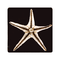 Struna Galleries of Cape Cod Original Copper Plate Engravings  - Purchase this Starfish dark background Online!
