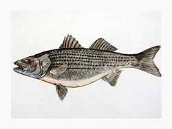 Struna Galleries of Cape Cod Original Copper Plate Engravings  - Purchase this *Striped Bass Online!