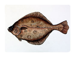Struna Galleries of Brewster and Chatham, Cape Cod Original Copper Plate Engravings  - Purchase this *Summer Flounder Online!