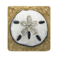 Struna Galleries of Cape Cod Original Copper Plate Engravings  - Purchase this Sand Dollar Online!