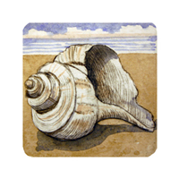 Struna Galleries of Cape Cod Original Copper Plate Engravings  - Purchase this Whelk  Online!