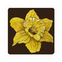 Struna Galleries of Brewster and Chatham, Cape Cod Original Copper Plate Engravings  - Purchase this Daffodil dark background Online!
