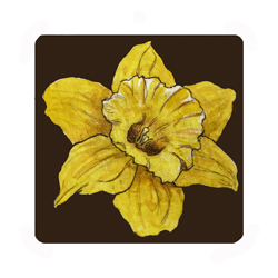  Store - Daffodil dark background