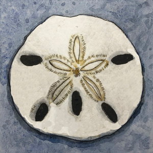 Sand Dollar