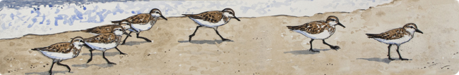 Sanderlings Sanderlings