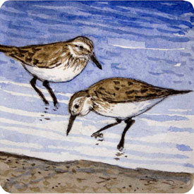 Sandpiper Sandpiper