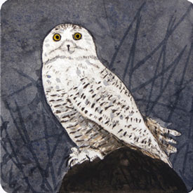 Snowy Owl Snowy Owl