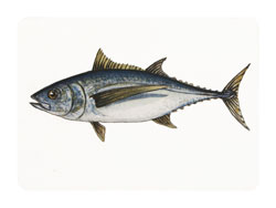 Struna Galleries of Brewster and Chatham, Cape Cod Original Copper Plate Engravings  - Purchase this *Albacore Online!