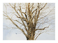 Struna Galleries of Brewster and Chatham, Cape Cod Giclee Reproductions  - Purchase this *Bluebird Online!