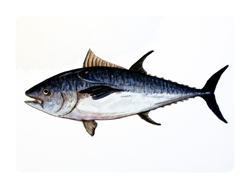 Struna Galleries of Brewster and Chatham, Cape Cod Original Copper Plate Engravings  - Purchase this *Bluefin Tuna Online!