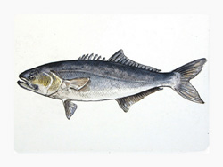 Struna Galleries of Brewster and Chatham, Cape Cod Original Copper Plate Engravings  - Purchase this *Bluefish Online!