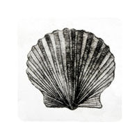 Struna Galleries of Brewster and Chatham, Cape Cod Original Copper Plate Engravings  - Purchase this Scallop - Black & White Online!