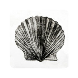  Store - Scallop - Black & White