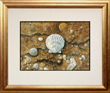Struna Galleries of Brewster and Chatham, Cape Cod Offset Reproductions  - Purchase this Cape Cod Shells Online!