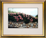Struna Galleries of Brewster and Chatham, Cape Cod Offset Reproductions  - Purchase this Climbing Roses Online!
