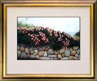  Store - View a larger image of this Climbing Roses