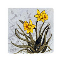 Struna Galleries of Brewster and Chatham, Cape Cod Original Copper Plate Engravings  - Purchase this Daffodil Online!