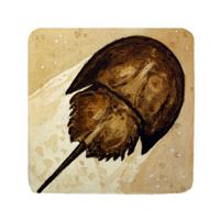 Struna Galleries of Brewster and Chatham, Cape Cod Original Copper Plate Engravings  - Purchase this Horseshoe Crab Online!