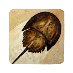  Store - Horseshoe Crab