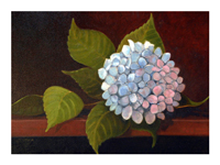 Struna Galleries of Brewster and Chatham, Cape Cod Giclee Reproductions  - Purchase this Hydrangea Still Online!