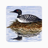 Struna Galleries of Brewster and Chatham, Cape Cod Original Copper Plate Engravings  - Purchase this Loon Online!