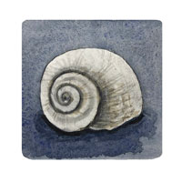 Struna Galleries of Brewster and Chatham, Cape Cod Original Copper Plate Engravings  - Purchase this *Moon Shell - Blue Online!