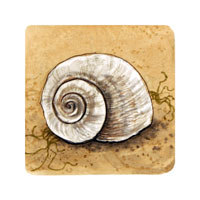 Struna Galleries of Brewster and Chatham, Cape Cod Original Copper Plate Engravings  - Purchase this Moon Shell Online!