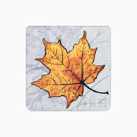 Struna Galleries of Brewster and Chatham, Cape Cod Original Copper Plate Engravings  - Purchase this Maple Leaf 2 Online!