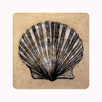 Struna Galleries of Brewster and Chatham, Cape Cod Original Copper Plate Engravings  - Purchase this Scallop Online!