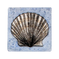  Store - *Scallop - Blue