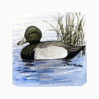 Struna Galleries of Brewster and Chatham, Cape Cod Original Copper Plate Engravings  - Purchase this Scaup Online!