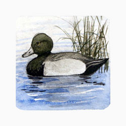 Store - Scaup