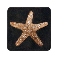 Struna Galleries of Brewster and Chatham, Cape Cod Original Copper Plate Engravings  - Purchase this Sea Star dark background Online!