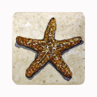 Struna Galleries of Brewster and Chatham, Cape Cod Original Copper Plate Engravings  - Purchase this Sea Star Online!