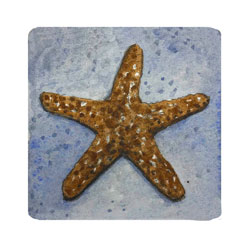  Store - *Sea Star - blue