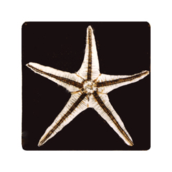  Store - Starfish dark background