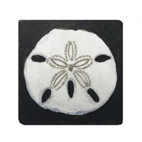 Struna Galleries of Brewster and Chatham, Cape Cod Original Copper Plate Engravings  - Purchase this Sand Dollar dark background Online!