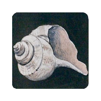 Struna Galleries of Brewster and Chatham, Cape Cod Original Copper Plate Engravings  - Purchase this Whelk dark background Online!