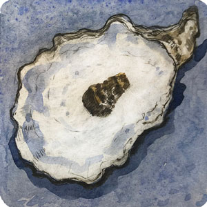 Oyster II - Blue
