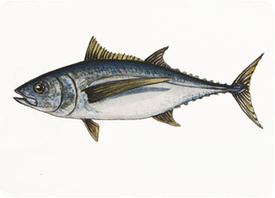 Albacore Albacore